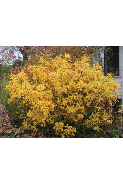 Клетра «Хаммінгберд восени